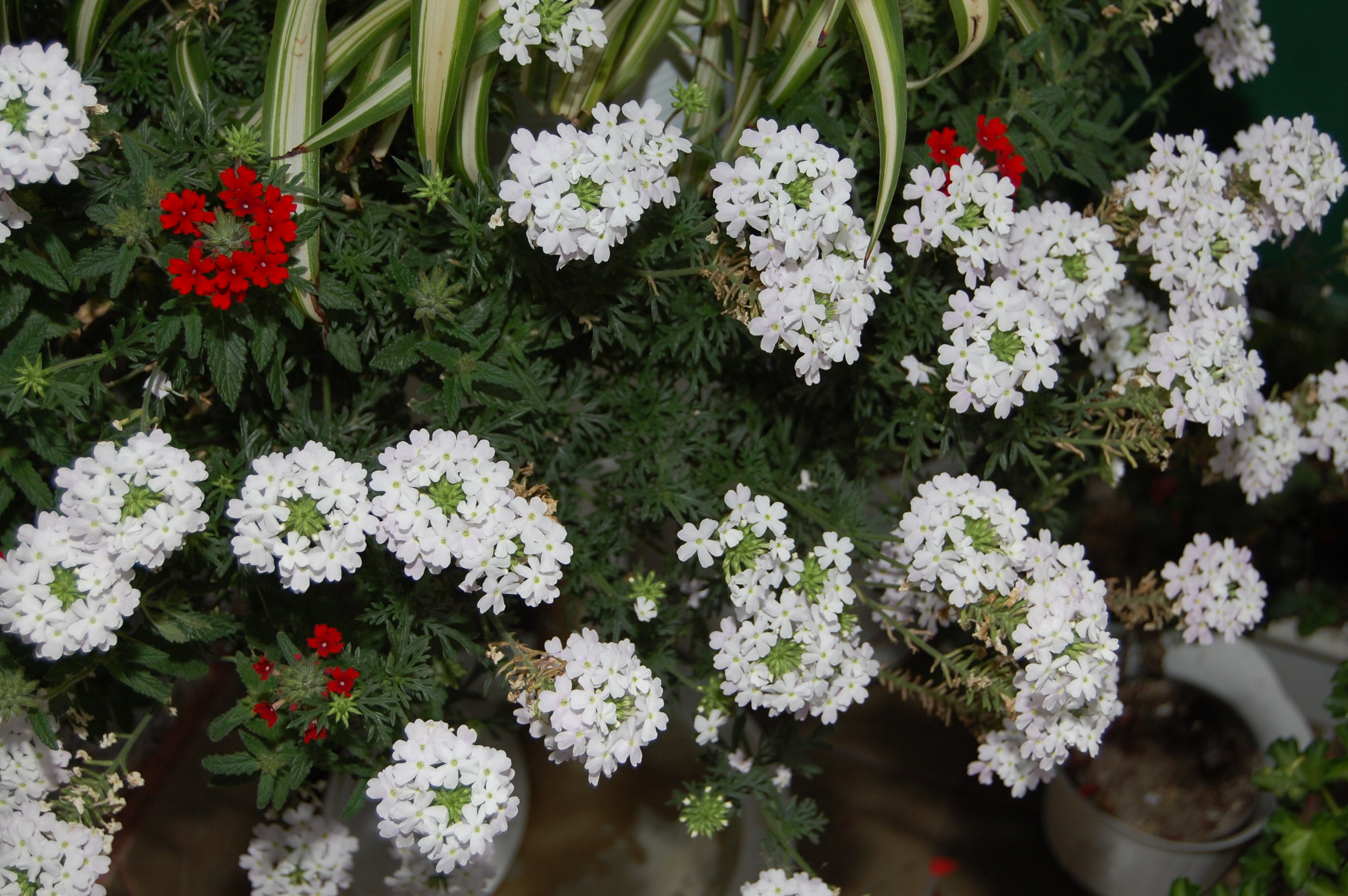 Verbena_hybrida_1.JPG