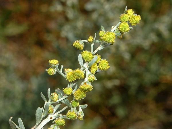 Artemisia_absinthium_inflorescence--Ettore_Balocchi--cc_by_20_13389854953_l.jpg