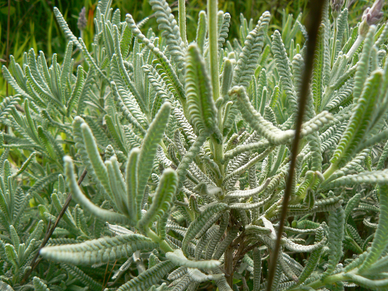 lavandula-dentata-photo1.jpg