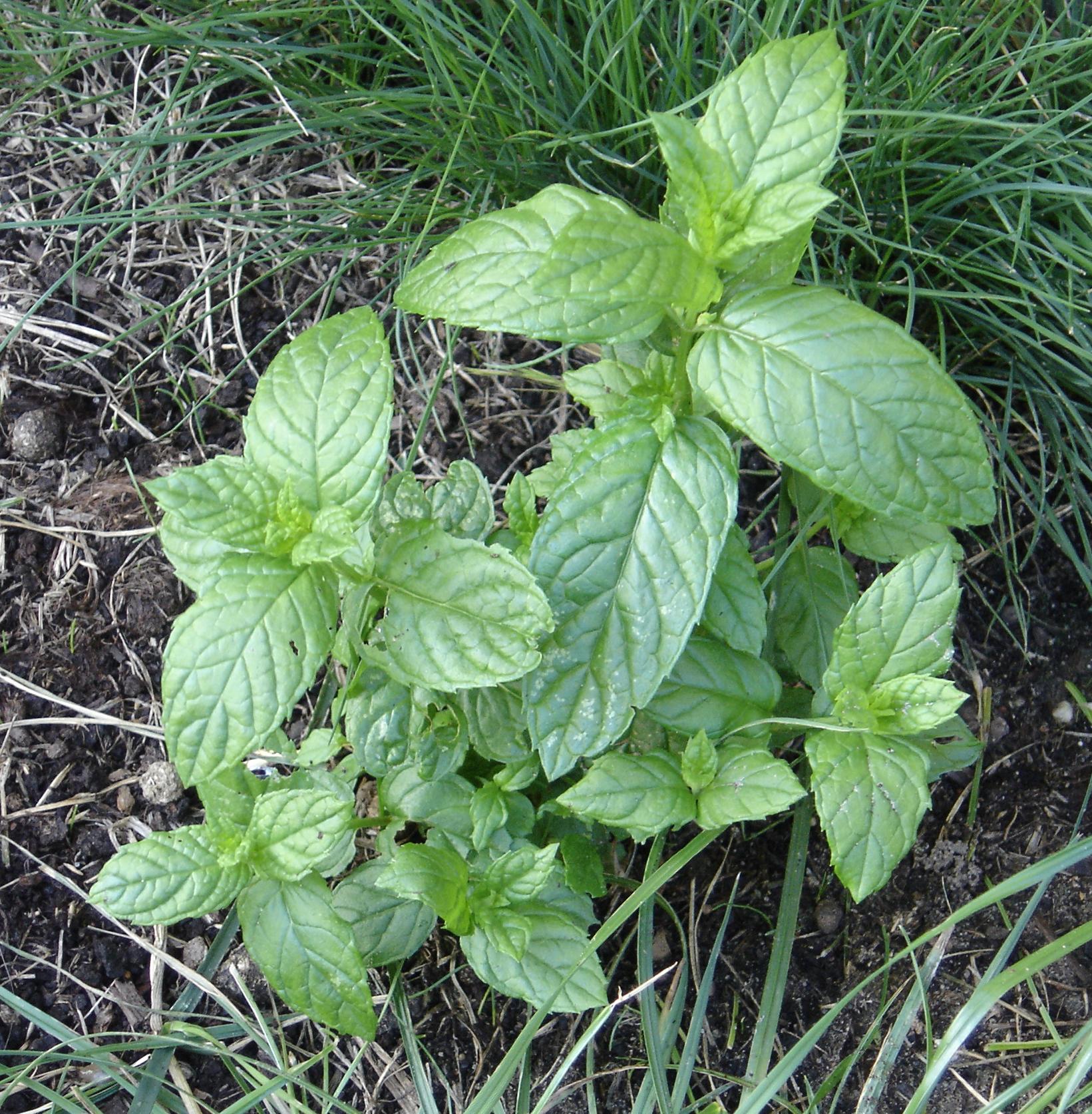 Mentha_spicata_01.jpg