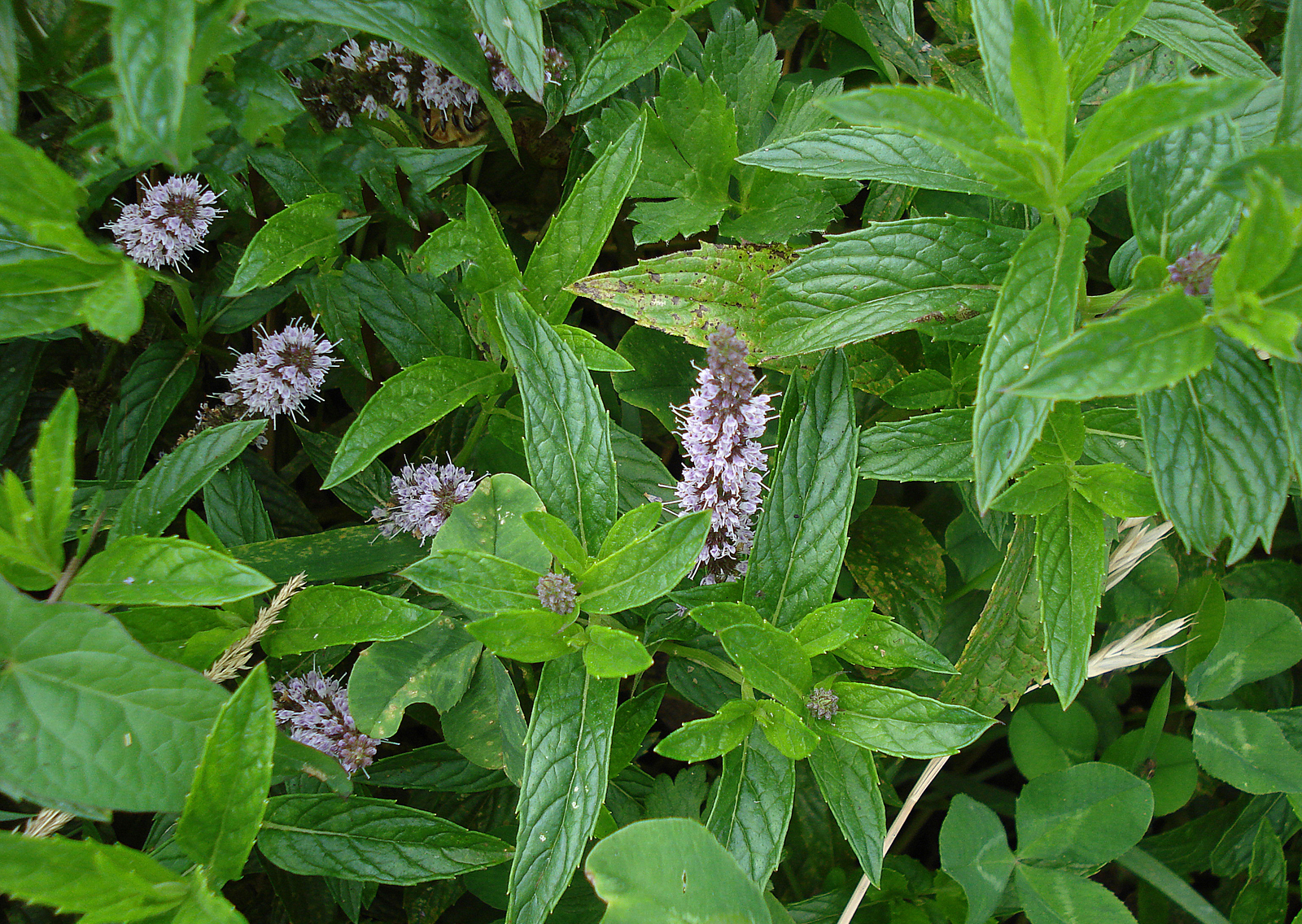 Mentha_spicata_L._subsp._spicata_.JPG