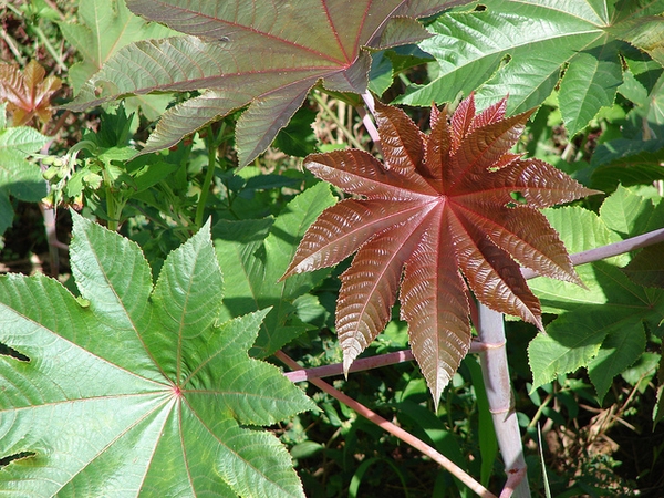 Ricinus-communis--Forest-and-Kim-Starr--CC-BY.jpg