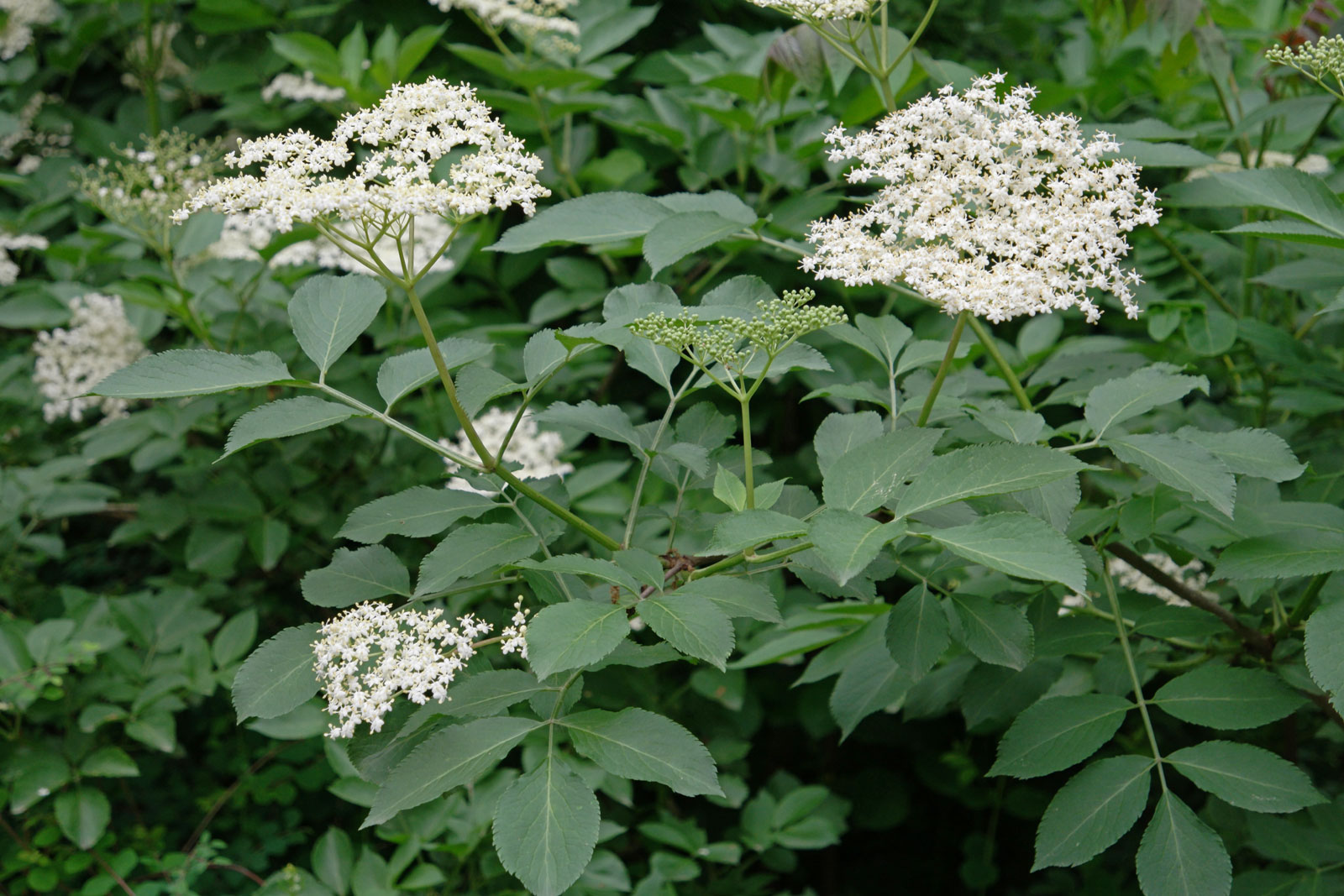 Sambucus-nigra.jpg