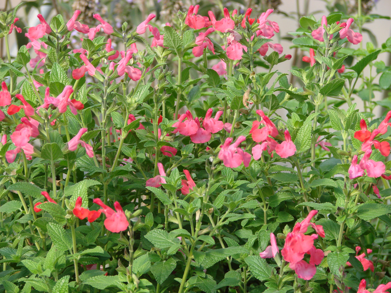 detailed_Salvia-microphylla-var-neurepia.jpg