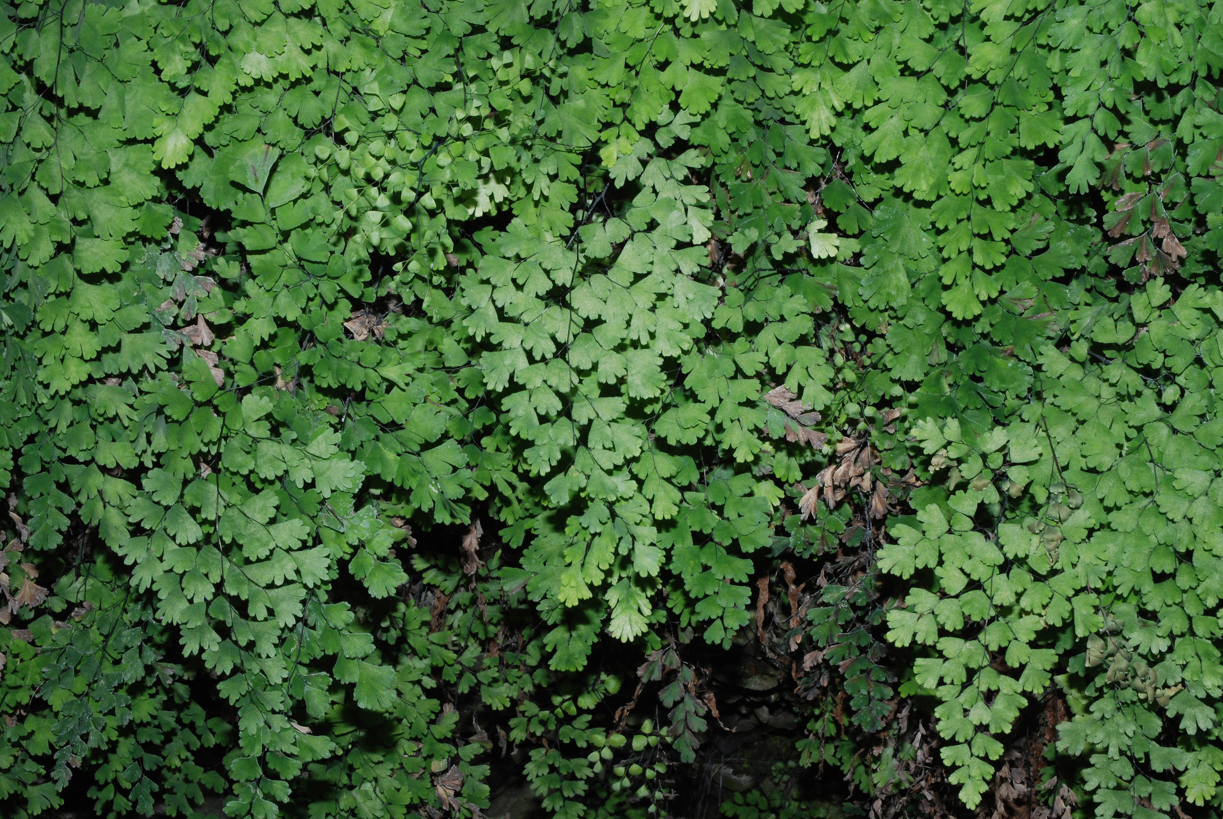 Adiantum_capillus-veneris_habitus.jpg