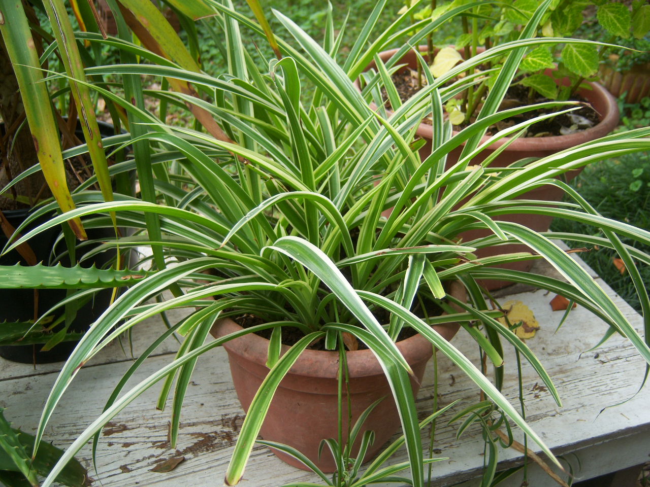 107-68-spider-plant-chlorophytum-comosum-from-walley-morse-7-3-12.jpg