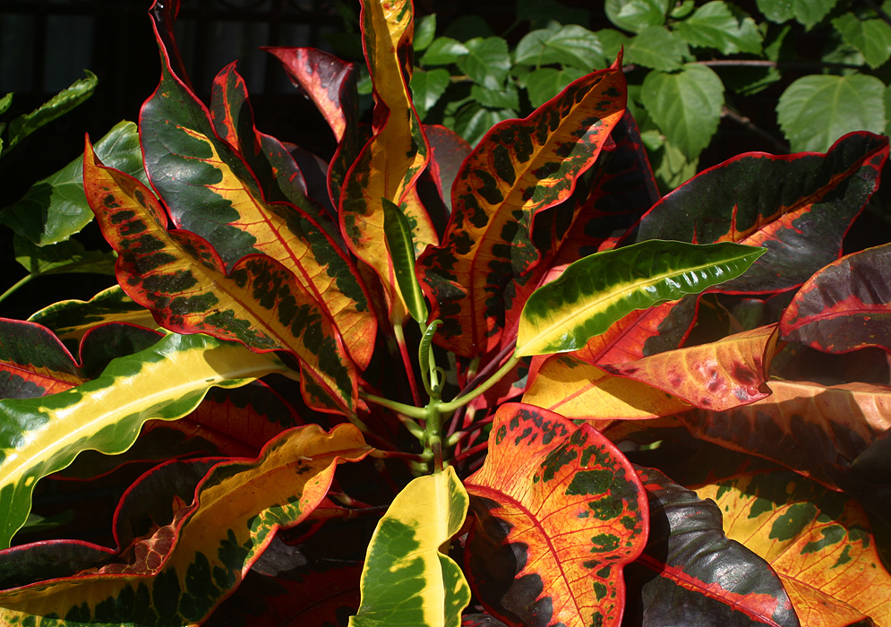 codiaeum-variegatum-croton.jpg