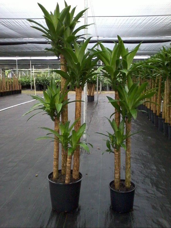 Dracaena-Fragrans-Cane.jpg