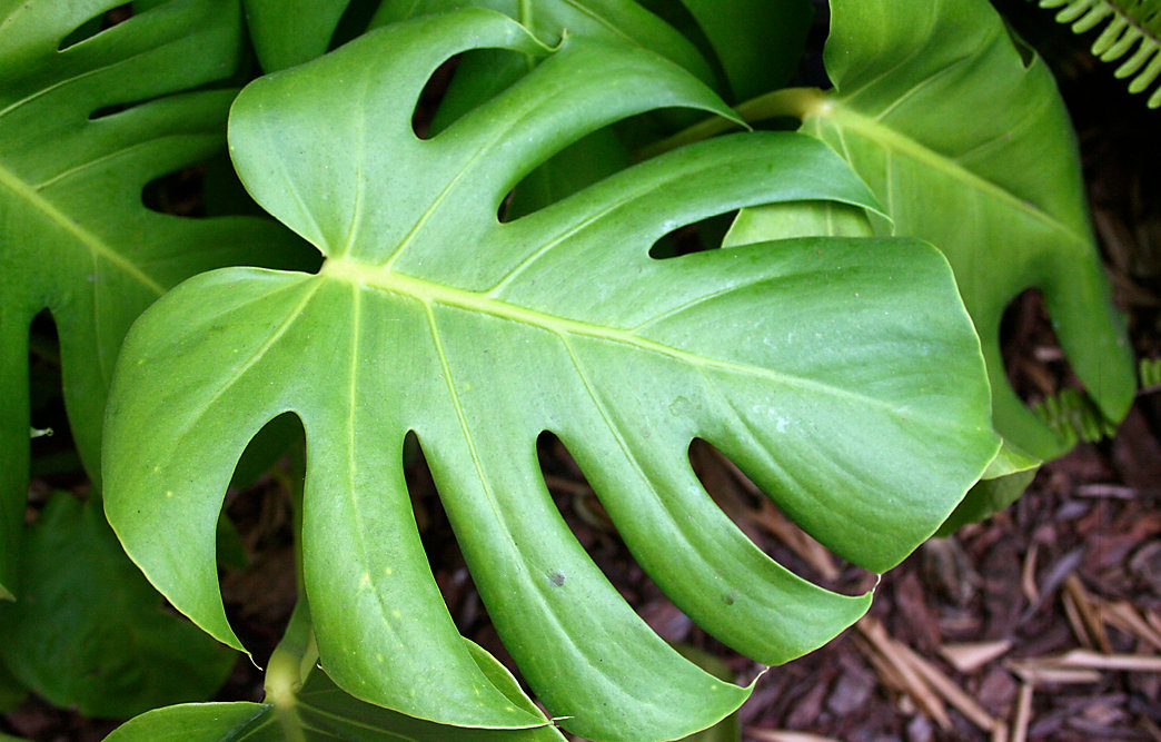 020416_PlantSpotlight_Monstera.jpg