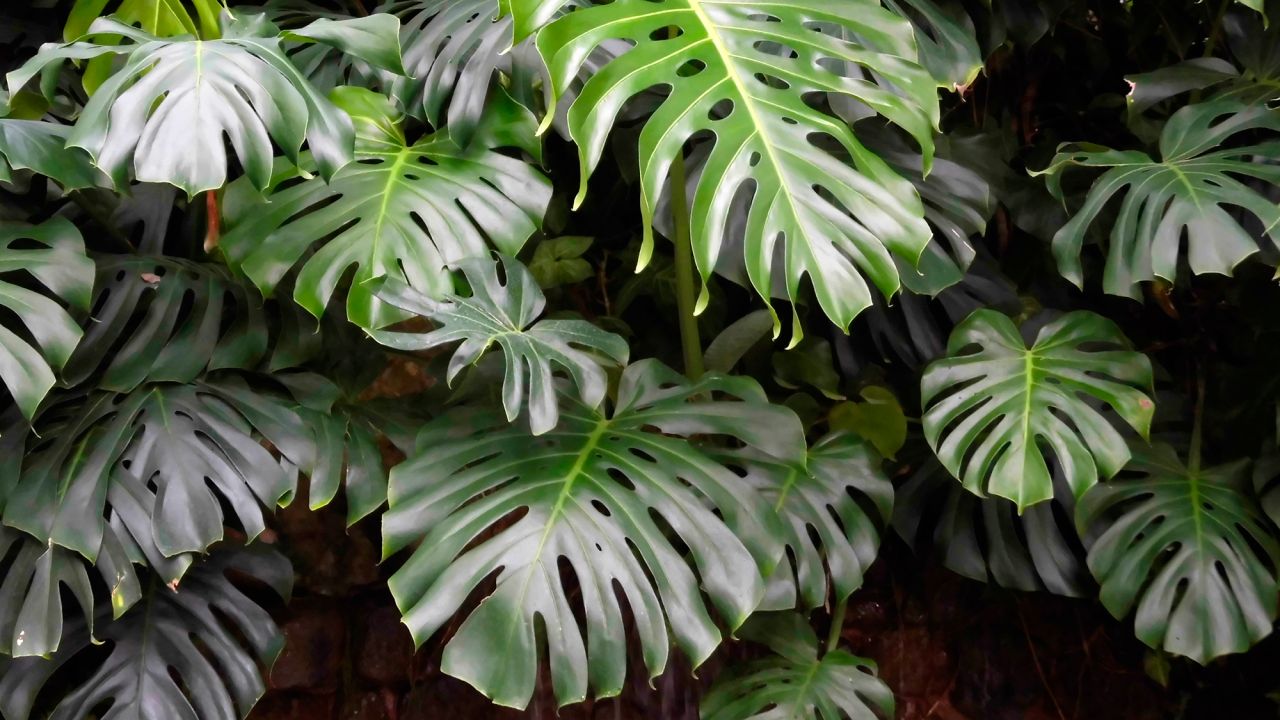 planta-costilla-adan-monstera1-1280x720x80xX.jpg