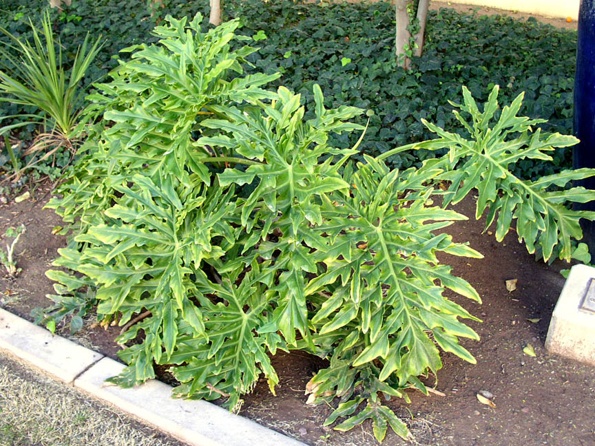 Philodendron selloum.jpg