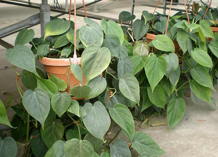 phoca_thumb_l_philodendron_scandens_1.jpg