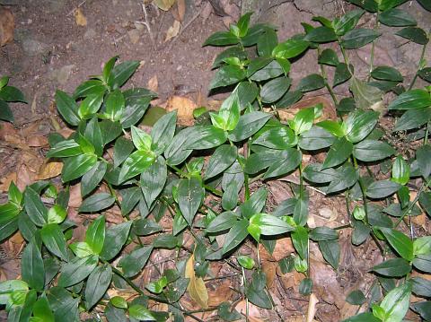 tradescantia_fluminensis2.jpg