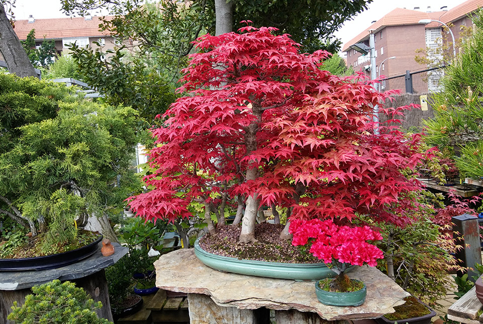 PLANTAS PARA JARDÍN JAPONÉS — altascopas