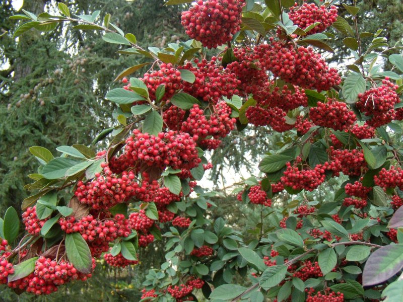 PLANTAS PARA JARDÍN JAPONÉS — altascopas