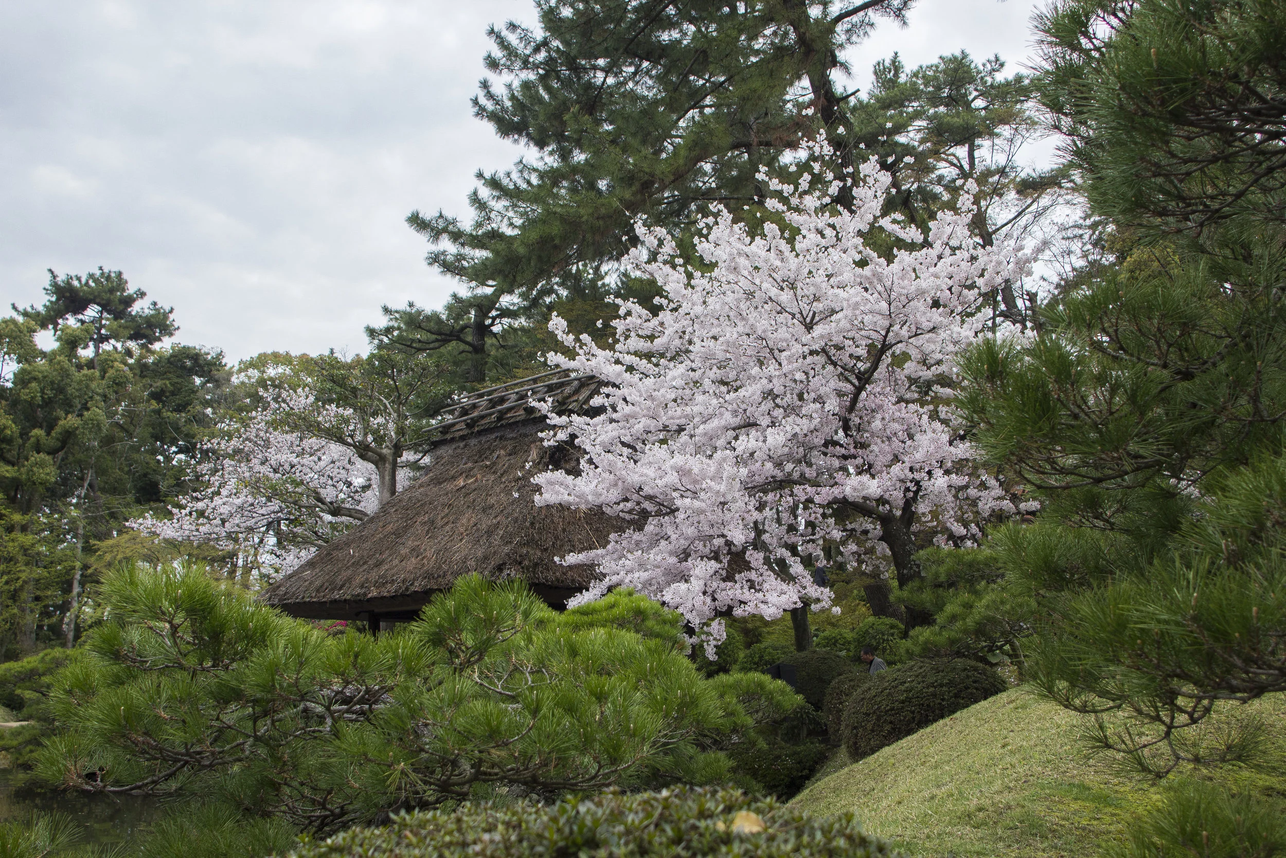 PLANTAS PARA JARDÍN JAPONÉS — altascopas