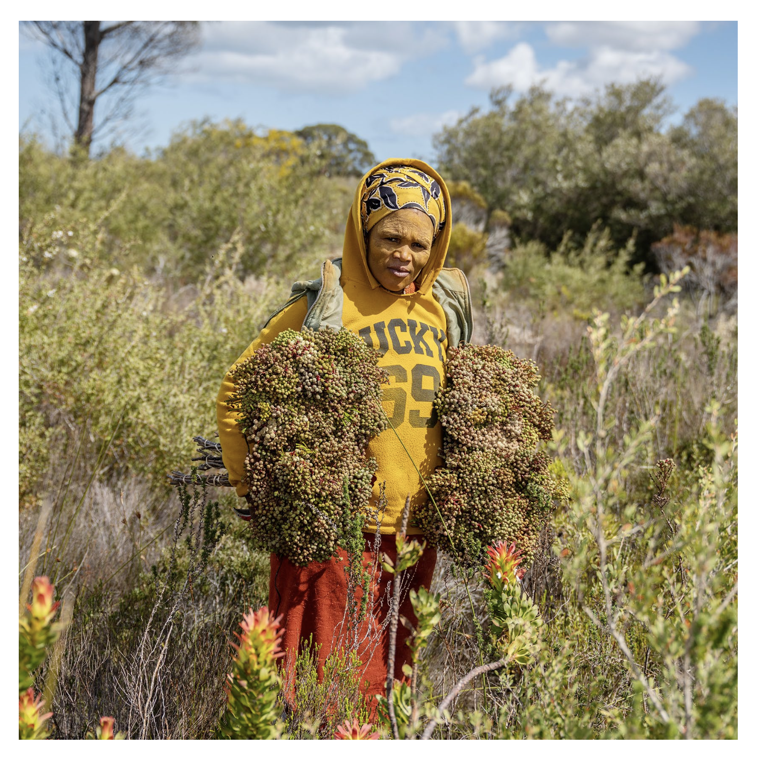 Protean Routes: Following the Journey of a Flower Across Continents