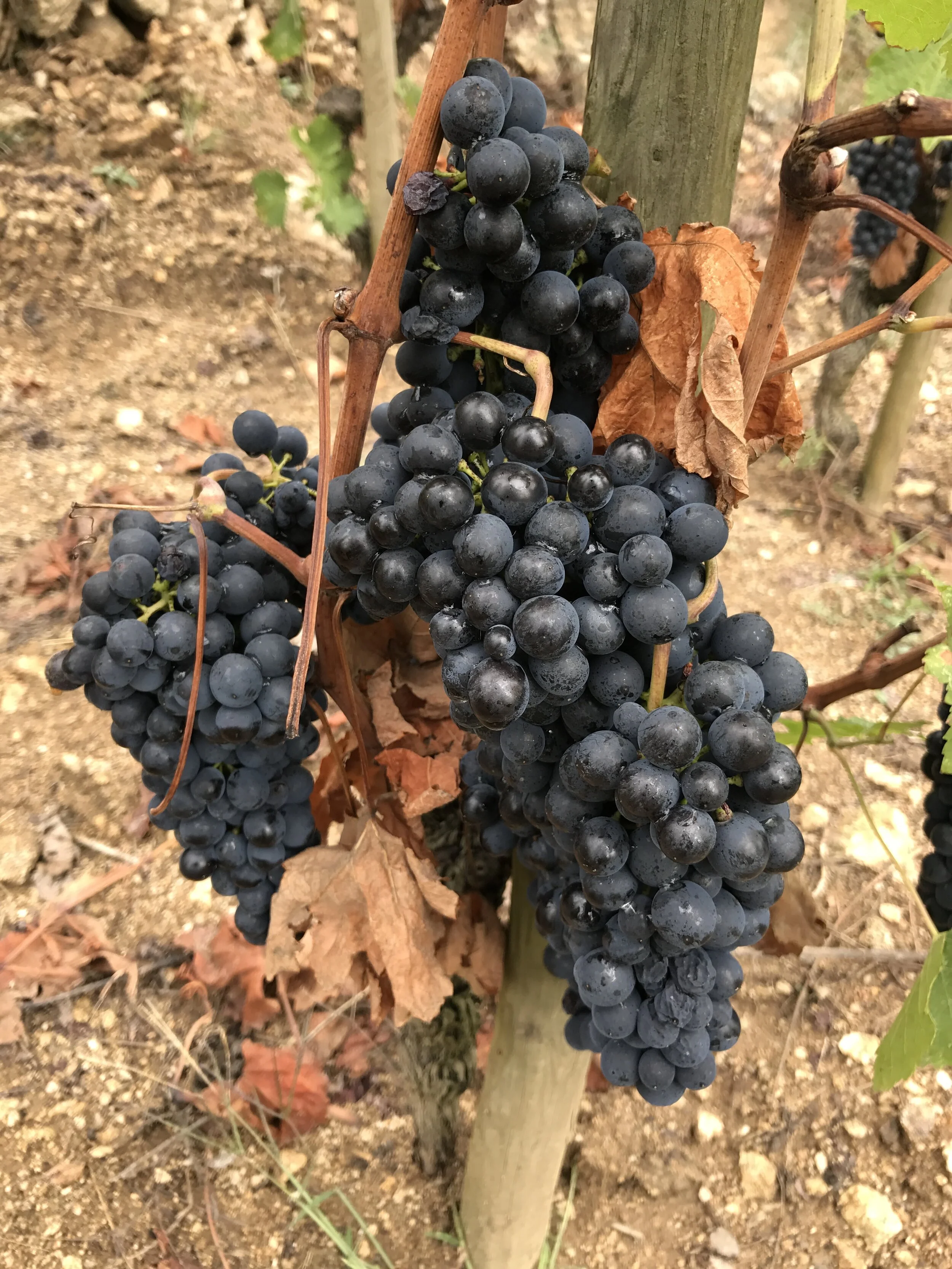 drink nice(r): grenache vs syrah