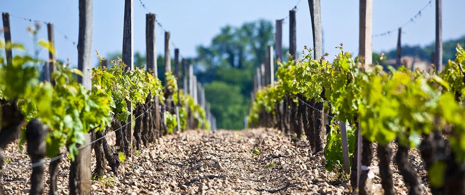 drink nice(r): saint-estèphe vs pomerol