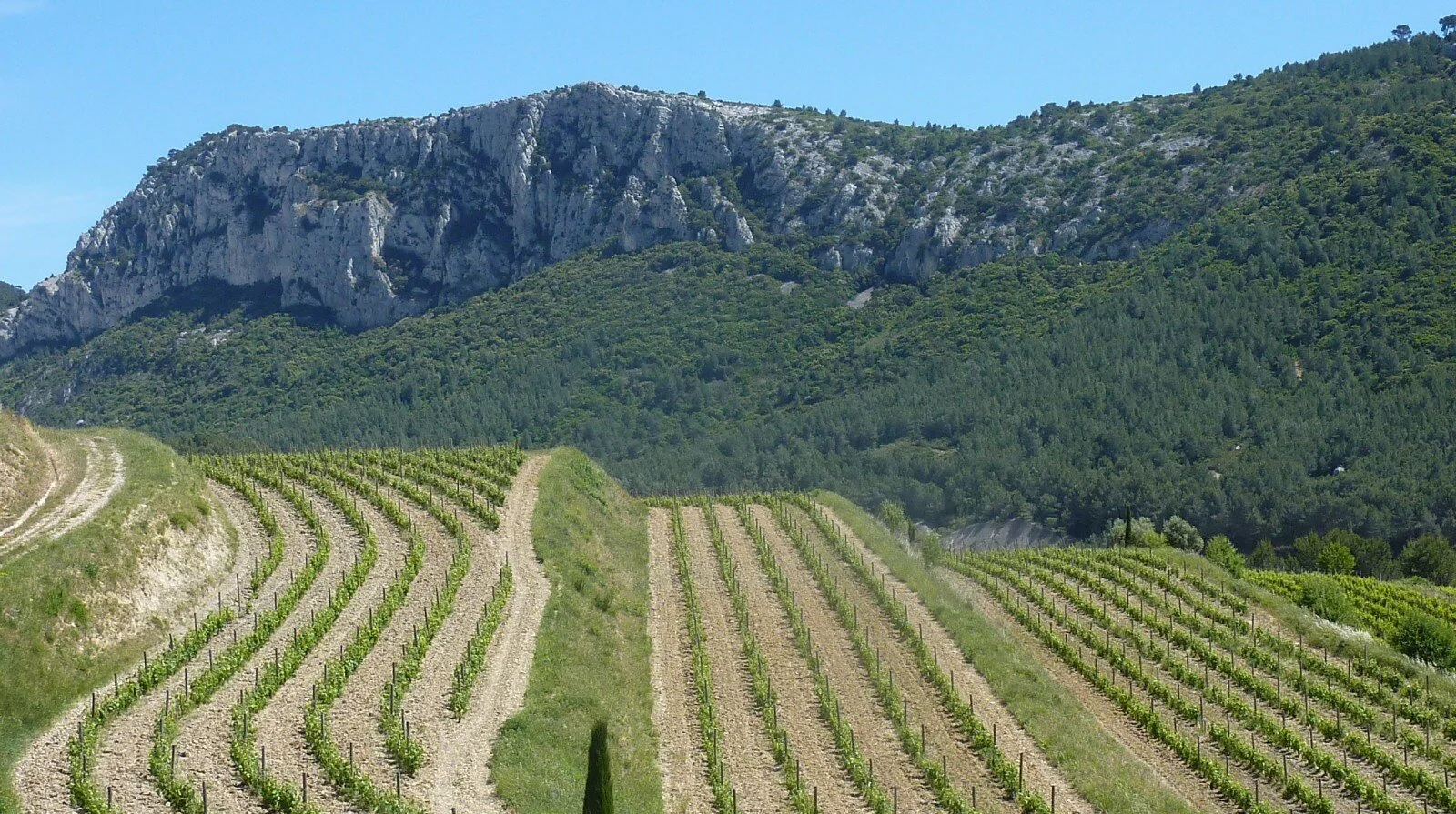 drink nice(r): snev's picks