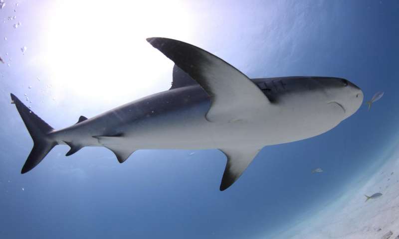 Modern Carcharhinus shark is similar to the fossil shark found in the early Miocene flooding. Credit: Gaby Carías Tucker and Alberto Blanco Dávila Read more at: https://phys.org/news/2017-05-earth-sank-eastern-amazon-team.html#jCp