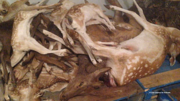 Last Chance for Animals alleges Marineland 'inadequately cared for' fallow deer, which 'died on a daily basis.' The California-based animal rights watchdog provided this photo to the OSPCA taken during its undercover monitoring of conditions. (Last Chance for Animals)