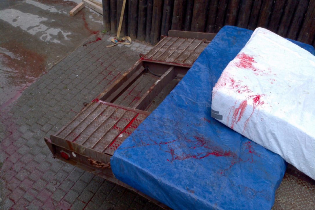 Blood from Charmin, a beluga at Marineland. Source: The Star
