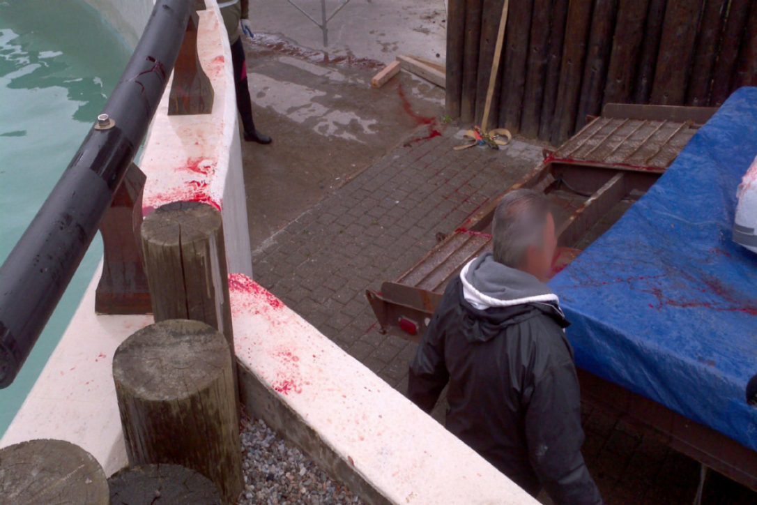 Blood from Charmin, a beluga at Marineland. Source: The Star