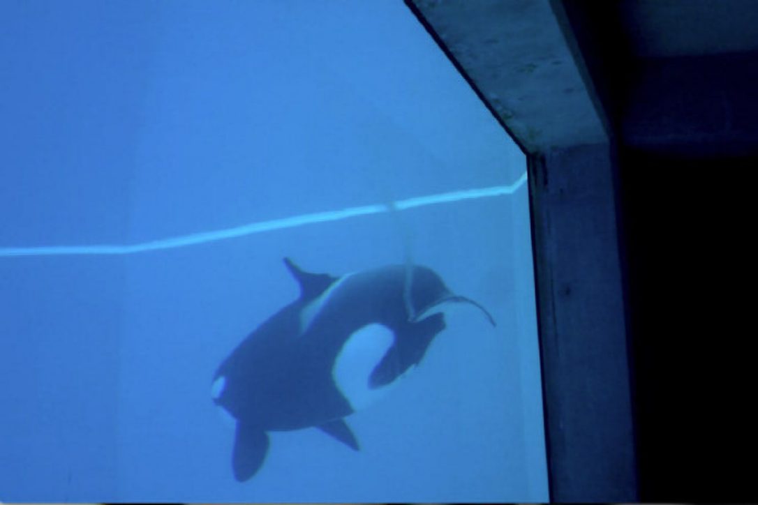 Kiska, a killer whale at Marineland, leaves a trail of blood as she swims. Source: The Star
