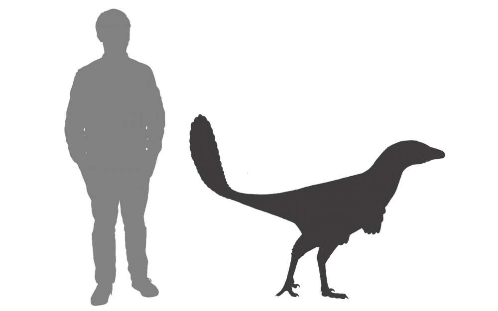 A size comparision of Currie's Alberta hunter. © Oliver Demuth