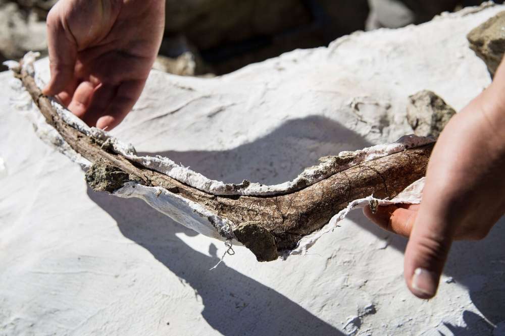 The bones were covered in plaster before being taken out of the rock to prevent cracking. Mark Johnston/NHMU