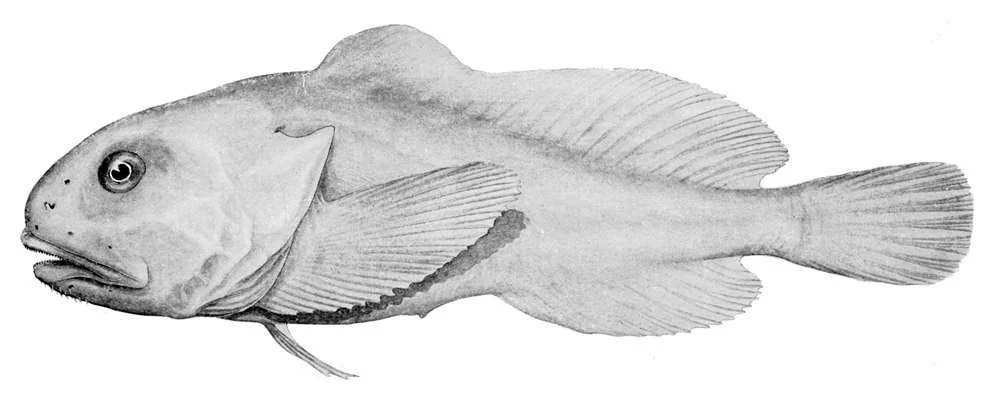 The blobfish ain't so blobby at deep-sea pressures. Alan Riverstone McCulloch (1885-1925) - Fisheries: Zoological results of the fishing experiments carried out by F.I.S. "Endeavor" 1909-10 under H.C. Dannevig. Public Domain