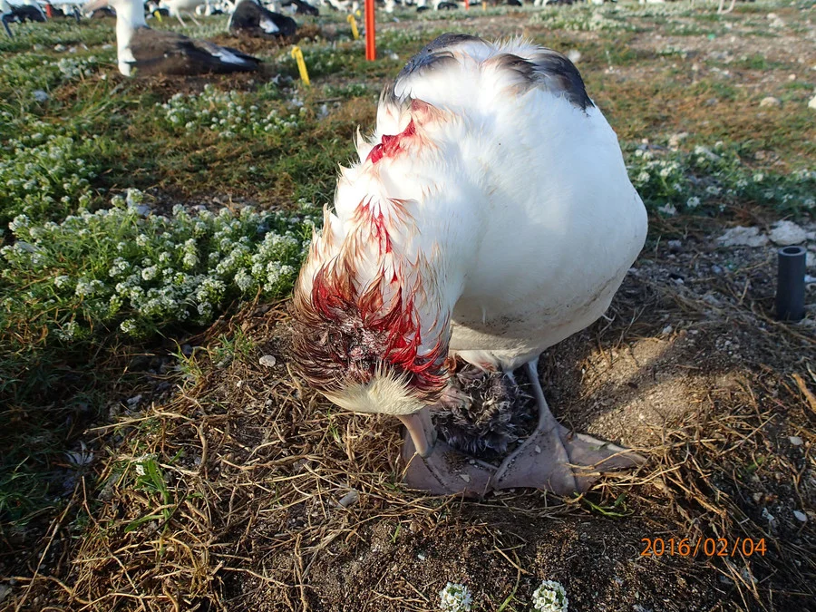 An albatross displays a severe head wound following a mouse attack. © USFWS