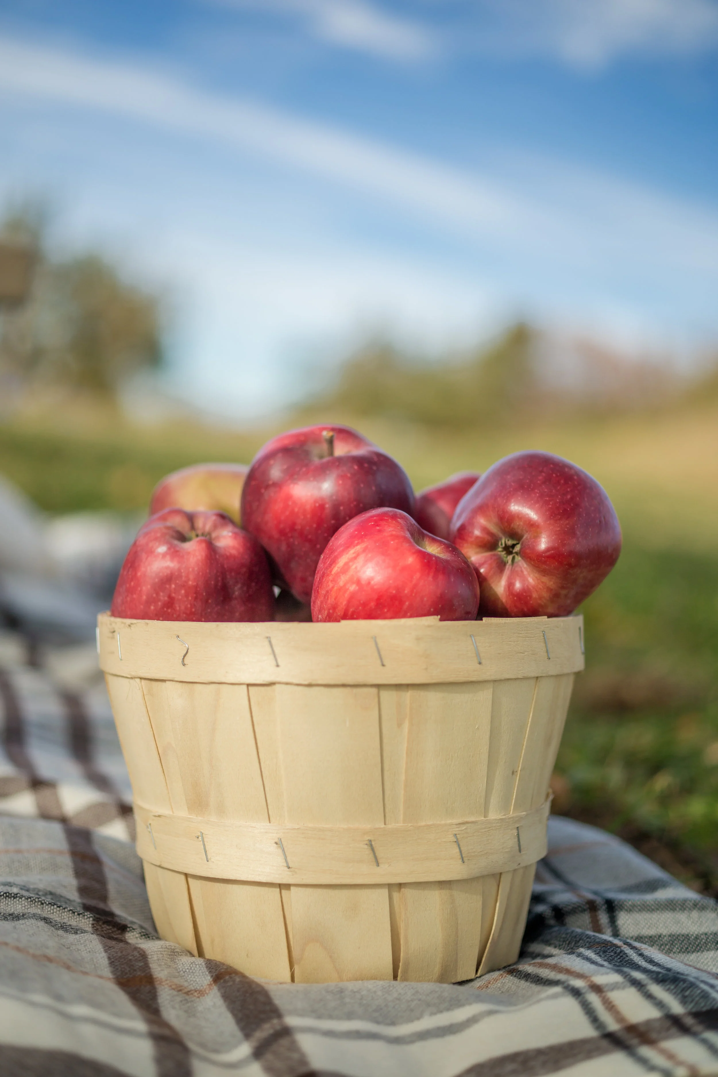 NYC Wedding Planner Ashley Douglass Events at Harvest Moon Farm Orchard, Westchester Wedding Venue