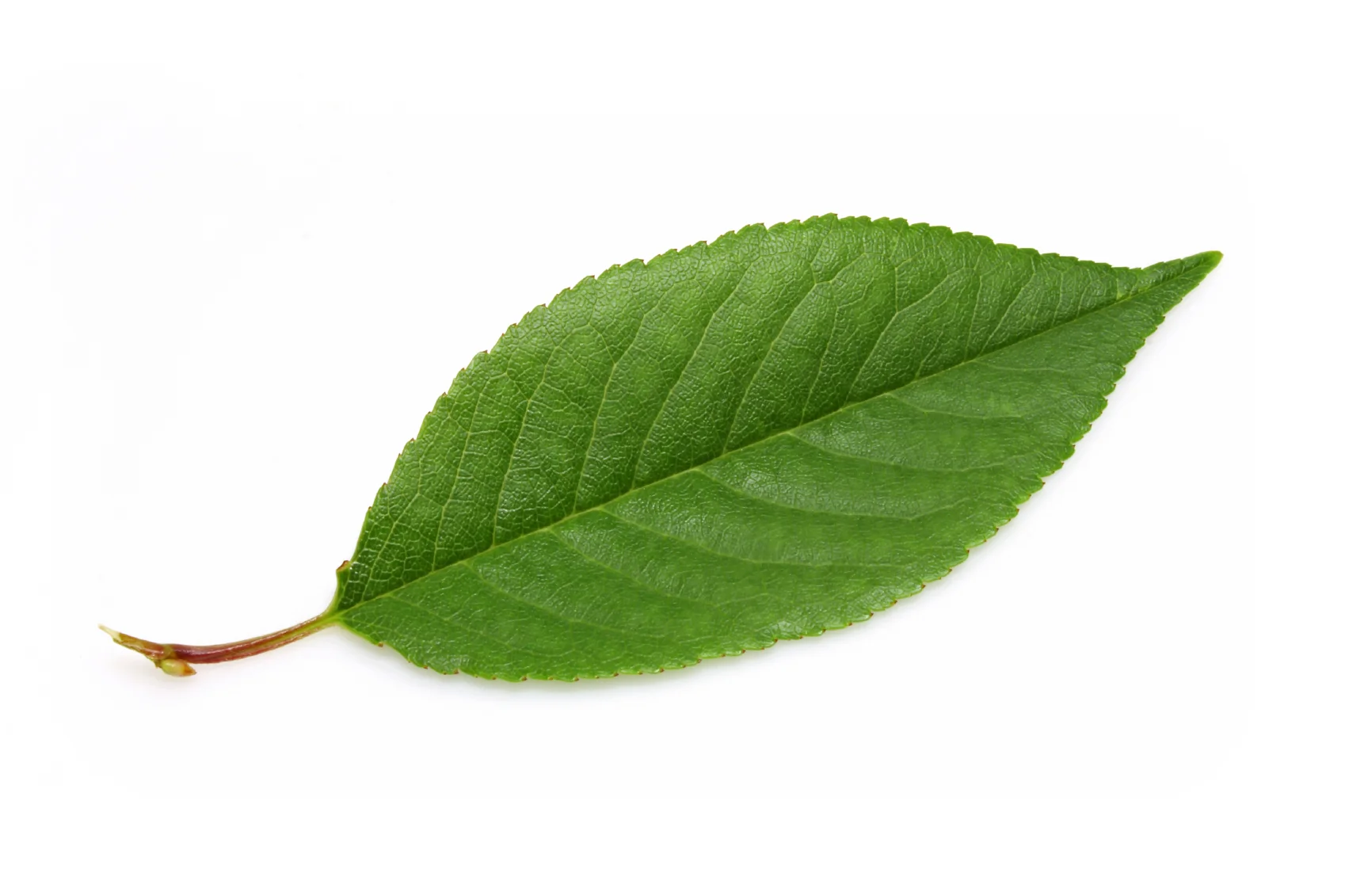 leaf-silhouette-landscaping-atlanta.jpg