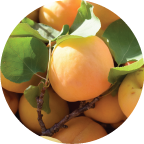 Jennifer Hill The following is placeholder text known as “lorem ipsum,” which is scrambled Latin used by designers to mimic real copy. Nulla eu pretium massa. Donec eget risus diam. Donec eget risus diam. Quisque congue porttitor ullamcorper.
