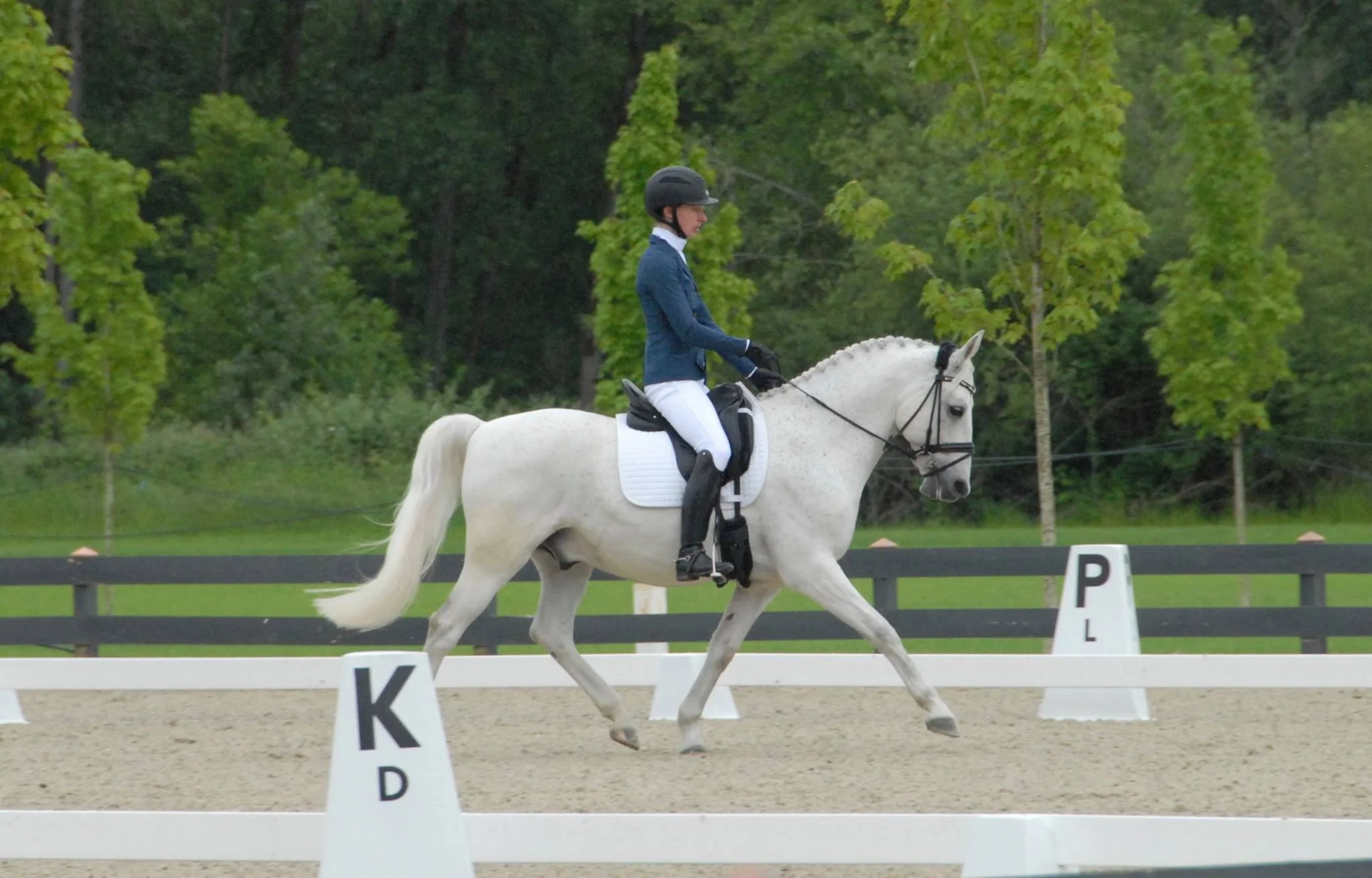 Zeus Show Trot.jpg