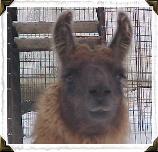 maxllama