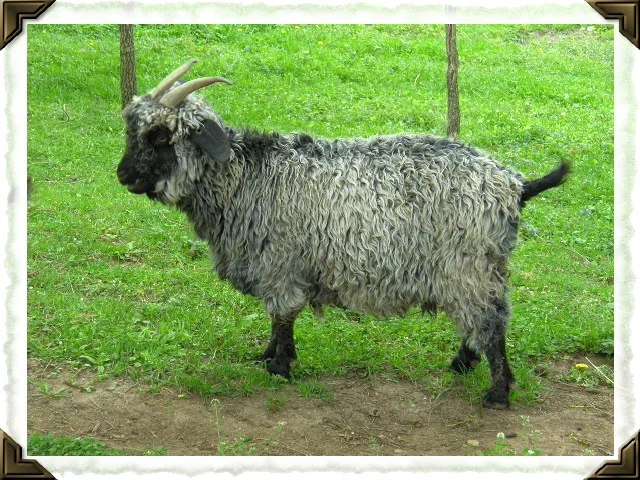 marysilvergoat