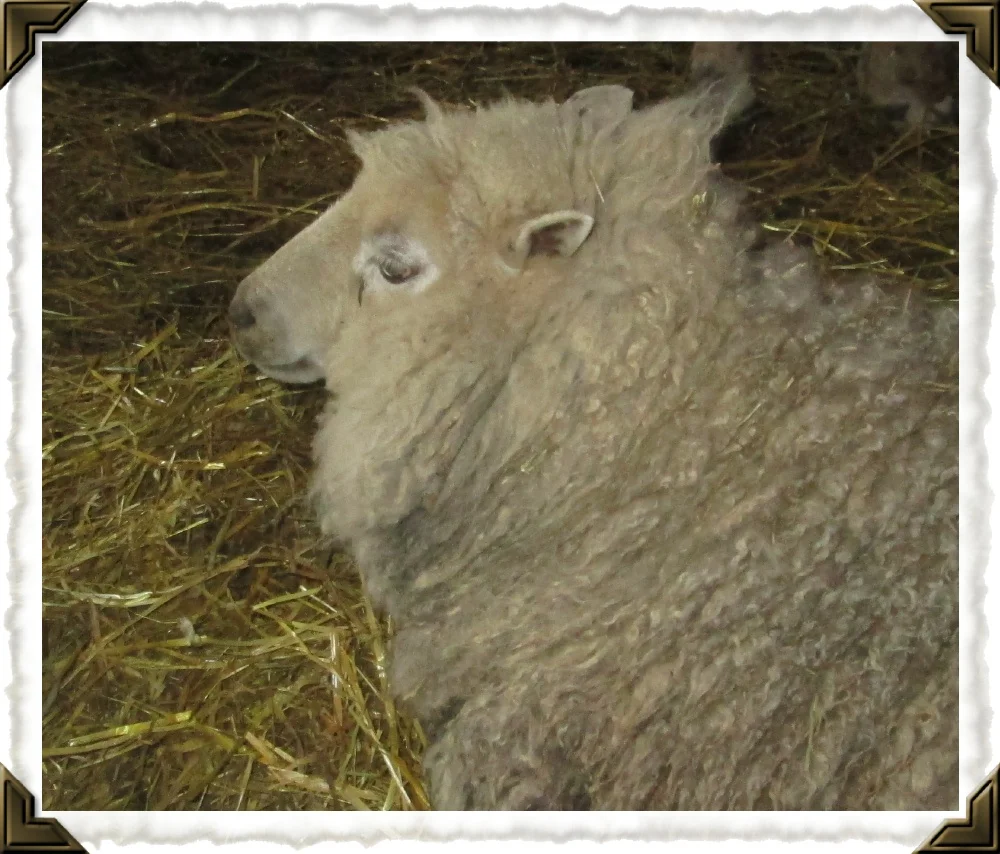 lily2016shearing