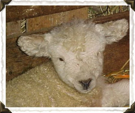 Our little Baaxter was one of few lambs born here years ago. His twin Piper is still with us, we miss you Baax. 