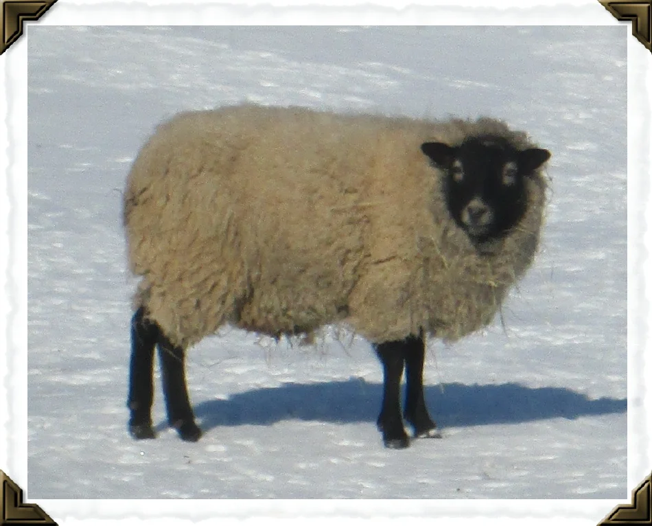 Found another picture of Angus from last winter- love his face markings!! Sweet sheep!