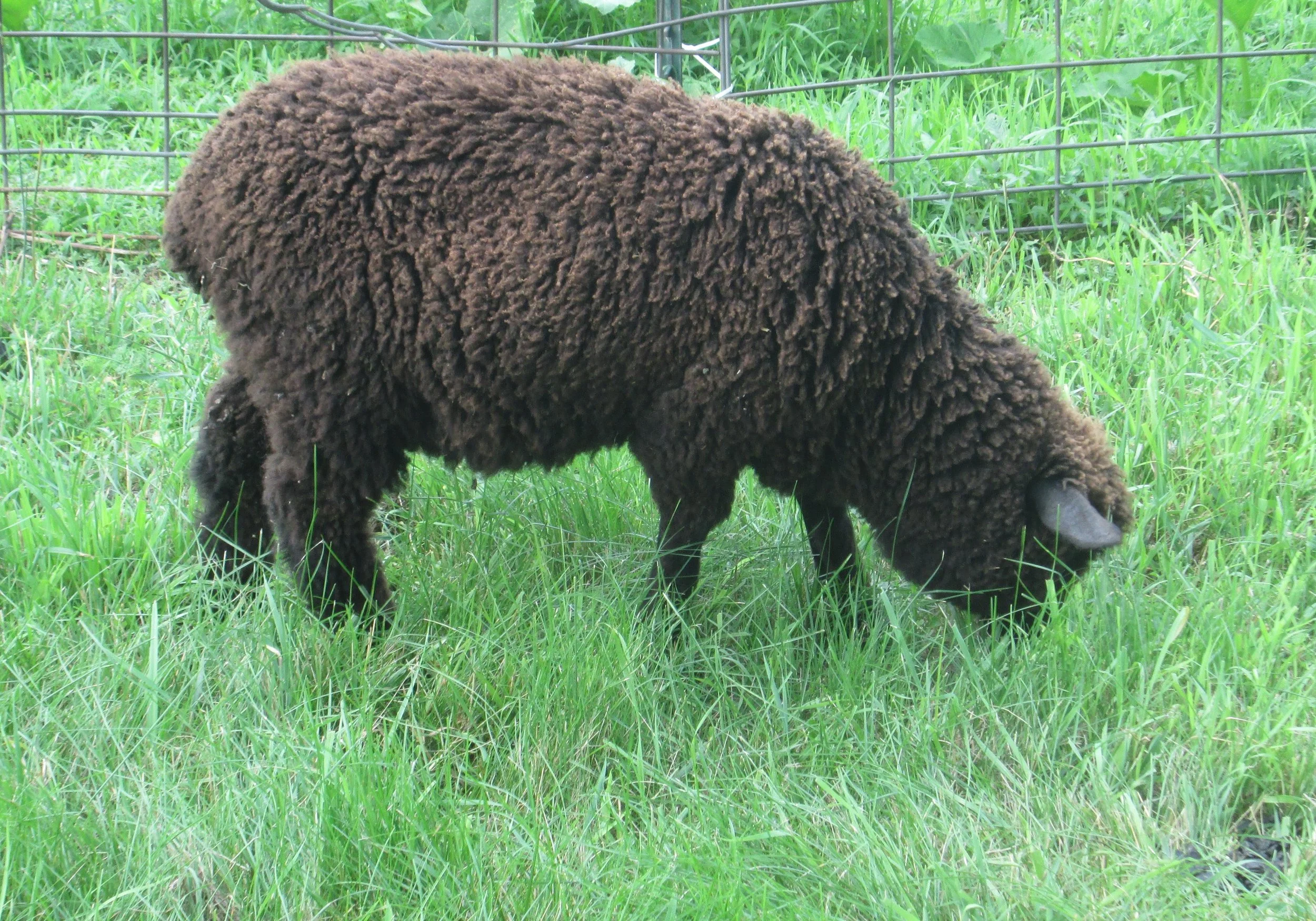 Pirate and Coco Bean! 