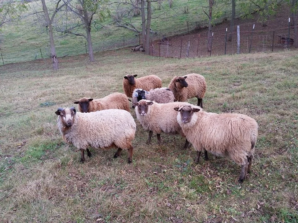 mary318shetlands.jpg