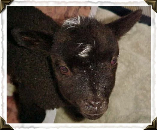 Becan Shetland sheep! 
