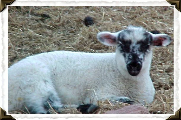Tater the Suffolk cross- his mom was our Ruby and he was twin to Frannie!