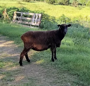 lucy718cvm.jpg