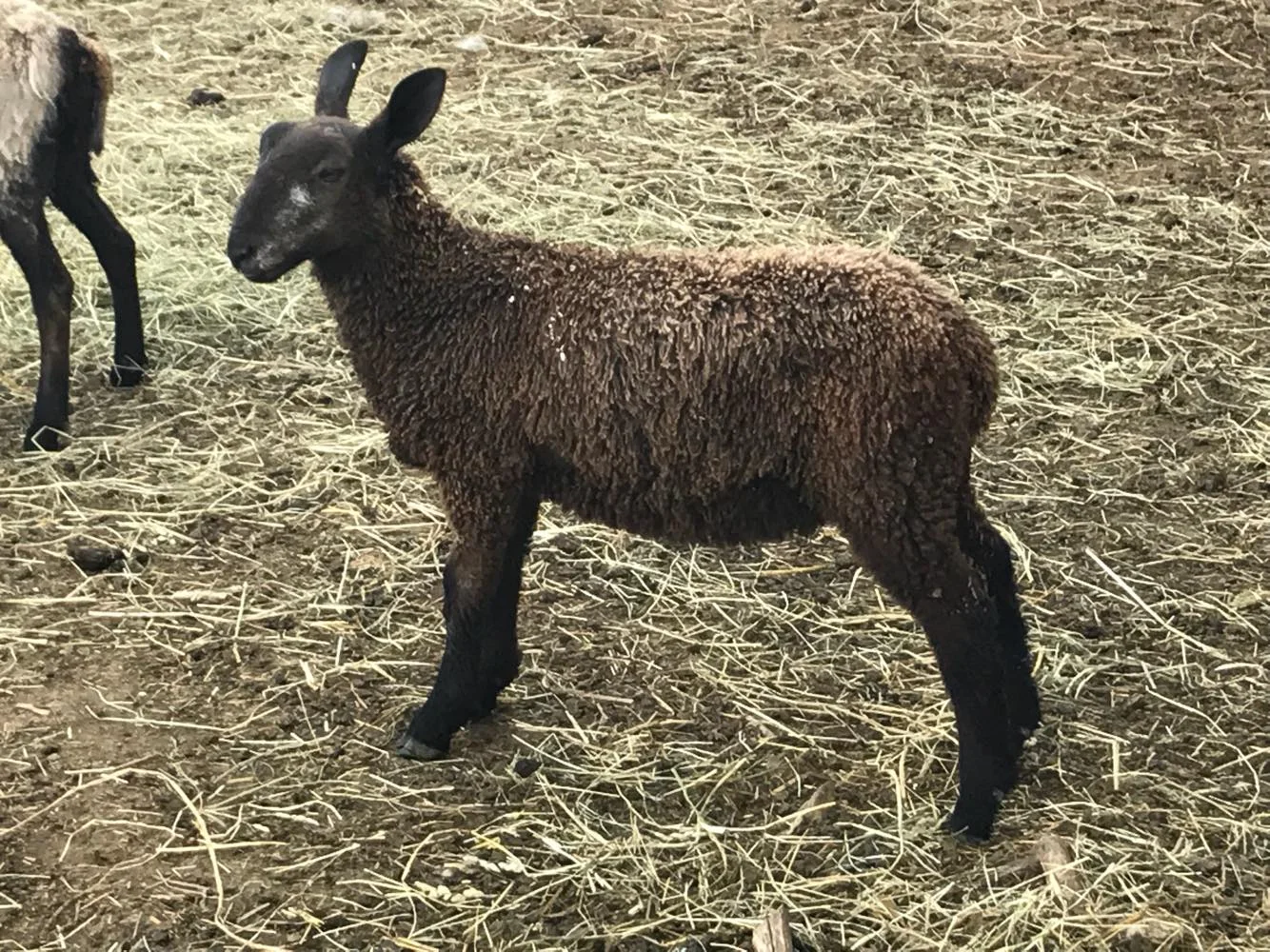 mary618bflramlamb.jpg