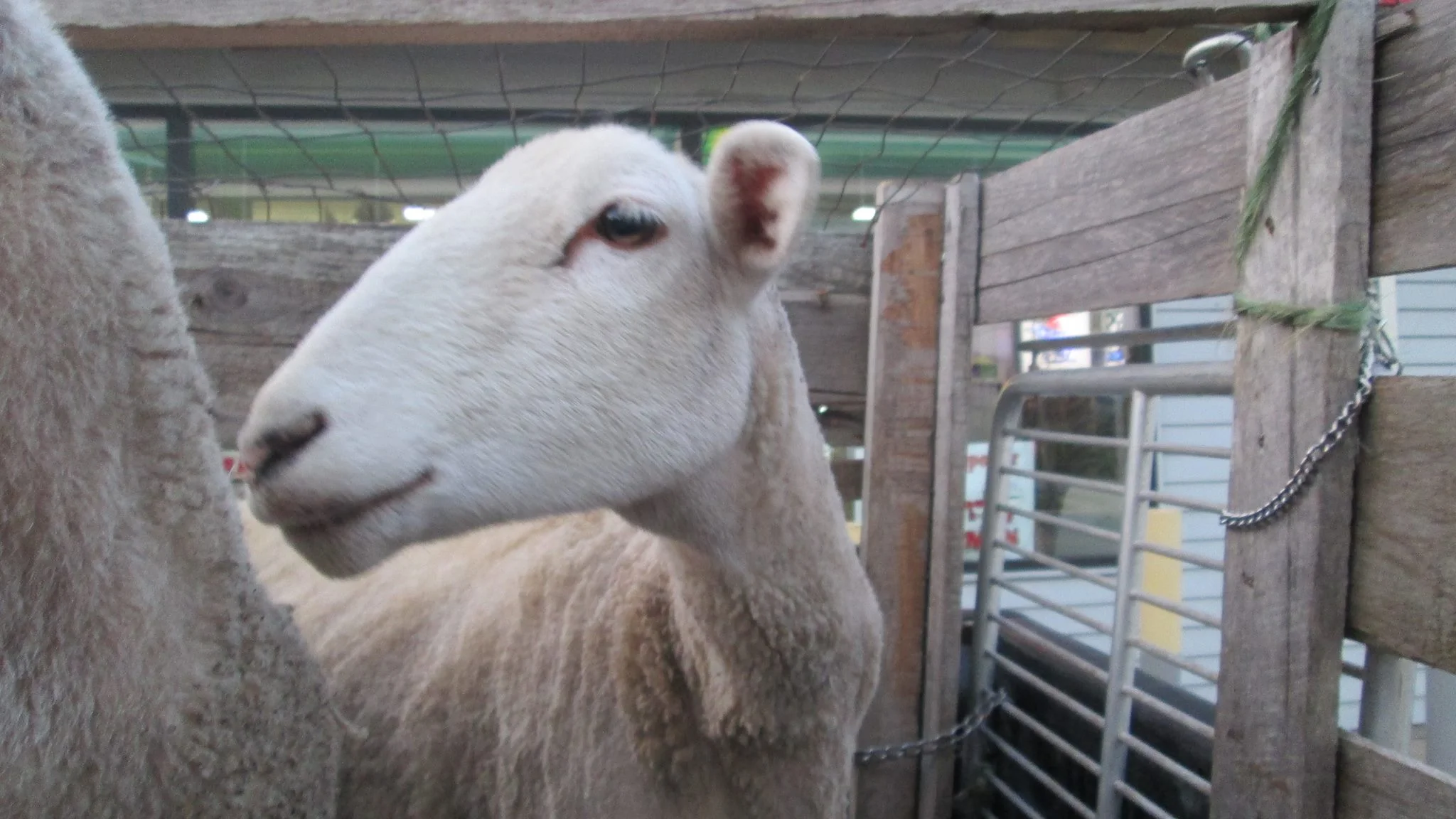 mary318threehoursheep.jpg