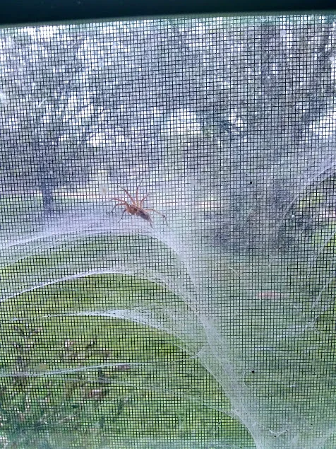 charlotte918spiderweb.jpg